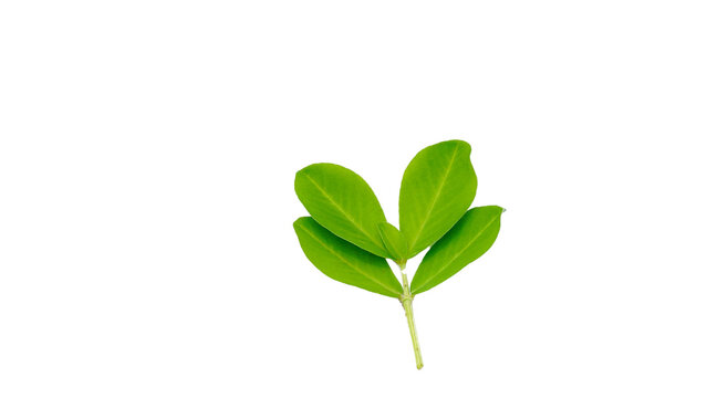 Peanut or groundnut plant leaves isolated on white background.