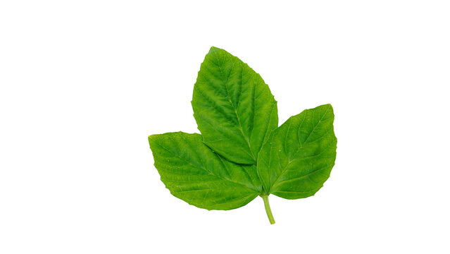 Guaar leaf, Guar is a cluster bean, mostly uses in guar gum or Pharmaceuticals industry.