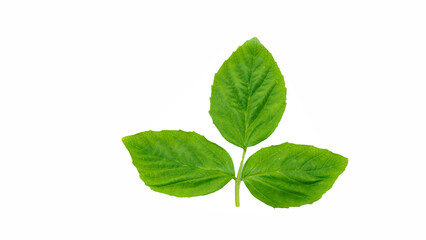 Cluster bean or guar been leaf, Indian vegetable in white background