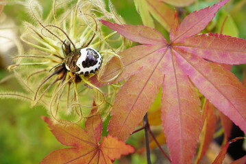 アカスジキンカメムシと楓の紅葉