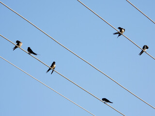 swallow birds sitting on electrical wires