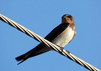 swallow birds sitting on electrical wires