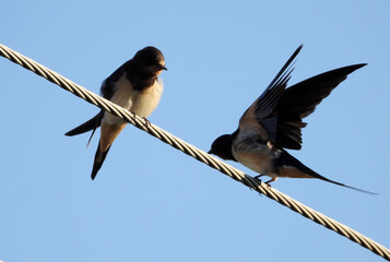 swallow birds sitting on electrical wires