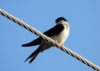 swallow birds sitting on electrical wires