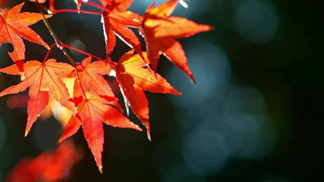 Super slow motion of falling autumn maple leaves against clear blue sky. Filmed on high speed cinema camera, 1000 fps.