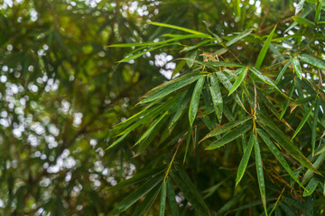 closeup of green bamboo leaves. Fresh, green bamboo leaf