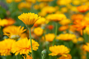 Bright yellow calendula grows in the meadow