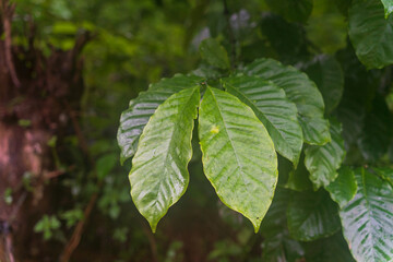 closeup of coffee plant leaf in coffee plantation