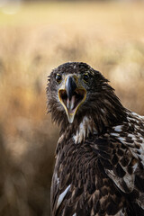 The eagle is considered sacred and a symbol of god. It is a large species of predator, living near water.