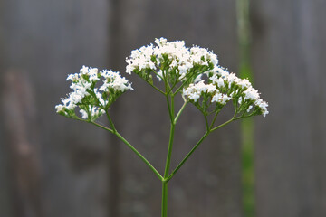 close-up showcases a bush of valerian in a garden, with its large umbrella-shaped clusters of white...