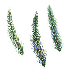 Spruce branches digital watercolor style illustration isolated on white. Cedar tree, pine plant, conifer hand drawn. Element for design Christmas invitation, card, new year design, holiday print