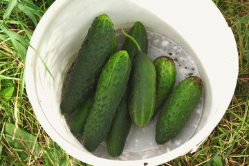 Organic cucumbers cultivation. Closeup of fresh green vegetables ripening in glasshouse