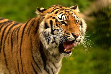 Roaring tiger