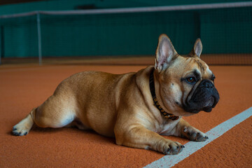 Frensh bulldog tenniscourt