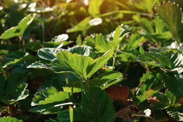 Green leaves of garden strawberry for background Wild strawberry leaves Strawberry bush Green foliage texture