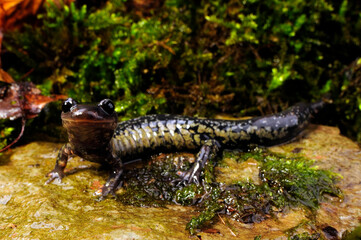 lungless salamander: South Carolina Slimy Salamander // Südkalifornischer Schleimsalamander (Plethodon variolatus)