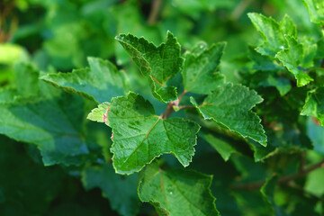 Currant leaves. Home eco-friendly organic garden. Currant.