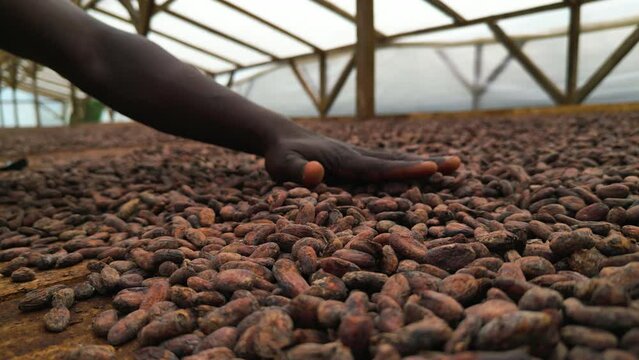 Male hand flattening chocolate beans out on a surface inside a Cocoa drier in Sao Tome, Africa