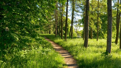 Walking path in sunny urban forest in summer time among regular and evergreen trees. City park at...