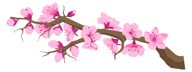 Twig with cherry blossom, sakura flowers on branch