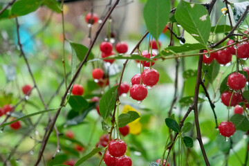 Cherry berries are hanging with raindrops on a cherry tree. Red cherries blurred background.