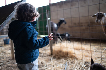 Boy looking through a fence at a goat on an agricultural farm