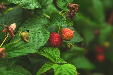 Branch of ripe raspberries in garden. Red sweet berries growing on raspberry bush in fruit garden.