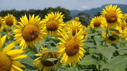 宮崎県えびの市グリーンパークえびのの畑に咲く向日葵