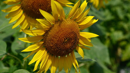 宮崎県えびの市グリーンパークえびのに咲く向日葵