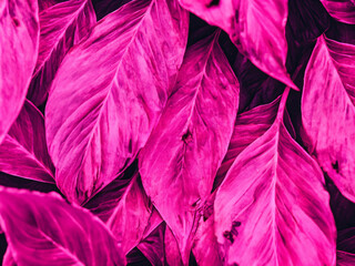 pink abstract background and wallpaper