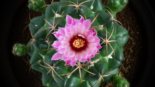 Time lapse motion of blooming pink flower of Elephants Tooth, Starry Ball or Coryphantha elephantidens (Lem.) Lem. in natural light during day time.