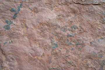 Fossil of plants - Desert of Djanet - Algeria