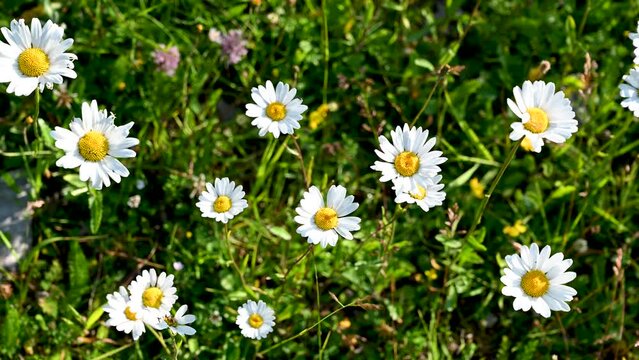 Field chamomile flowers on meadow, Blooming white and yellow flowers on the field in summer.  