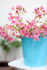 Fototapeta na wymiar Rainbow Lewisia plant a beautiful pink blooming succulent-like plant in blue pot