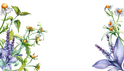 Border of sage herbal plant, bidens tripartita watercolor illustration isolated on white background. Salvia, nettle, camomile, daisy useful flowers hand drawn. Design for label, package, postcard