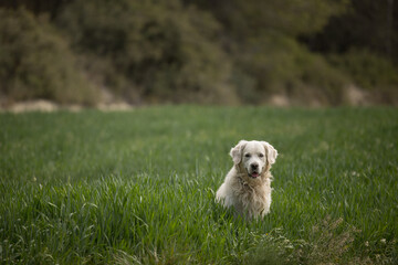 Perro Golden Retriever en un campo verde