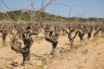 Viñedo de uvas en zona mediterranea con dia soleado