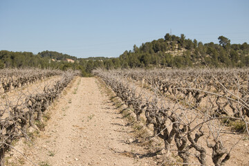 Fototapeta na wymiar Viñedo de uvas en zona mediterranea con dia soleado