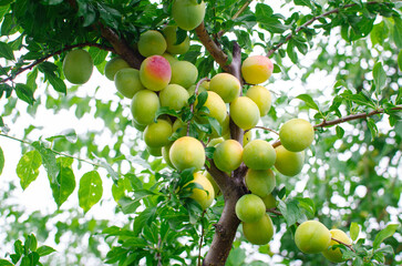 Plum tree in the garden with fruits on a branch