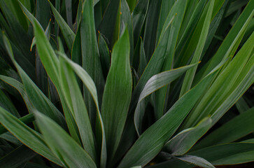 Obraz premium Texture with green leaves. Plant in the garden