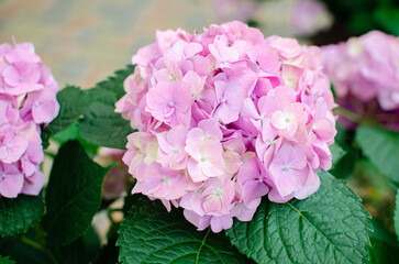 Bush hydrangea with pink flowers in the garden