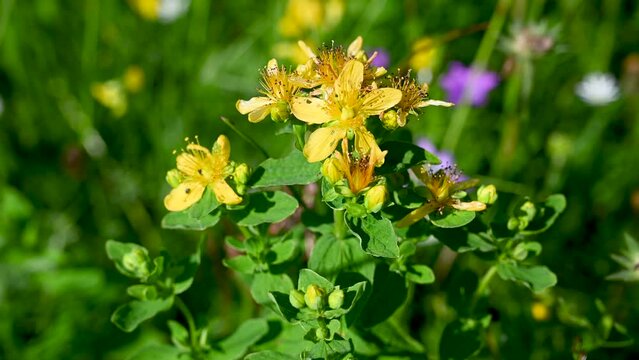 St. John´s Wort in blossom. Blooming yellow flowers on mountain in summer. Bunch of Hypericum perforatum on the meadow. Close up of perforate St John's-of on the field in nature. 
