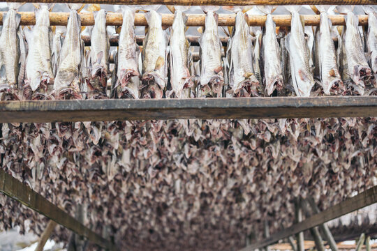 Sets of stockfish drying on wooden stalk