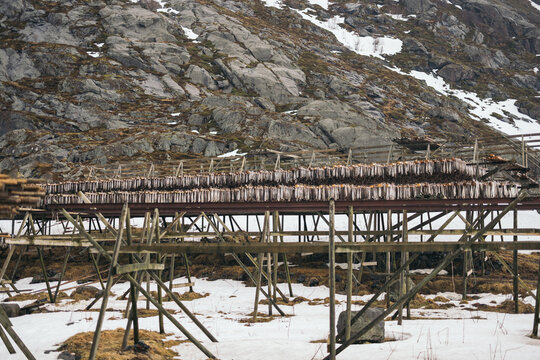 Cod fish drying on traditional wooden rack by snowy mountain