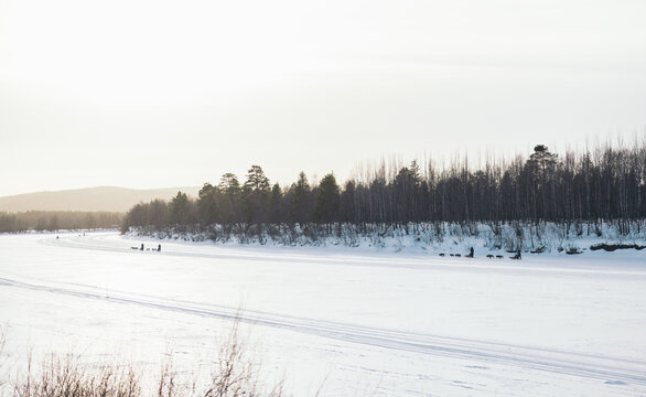 Snowy field with coniferous trees in countryside with people walking far away
