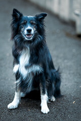Border Collie