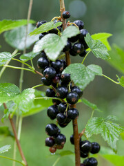 Black currant berriey in the soft fruit garden -  delicious and healthy fruit, ready to harvest.