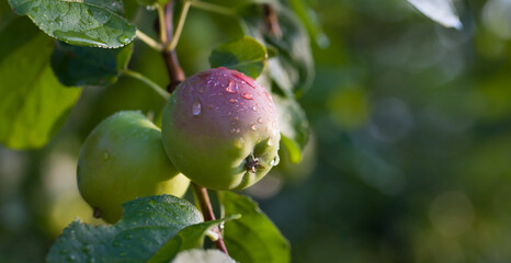 Apple fruit in the orchard after rain -  drops of water on the Malus tree.