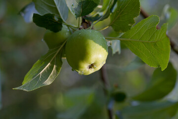 Apple fruit in the orchard after rain -  drops of water on the Malus tree.