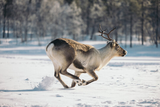 Reindeer running in snowy field under sky